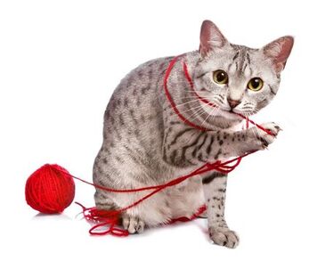 Image of grey/speckled cat with a ball of yard, string around cat
