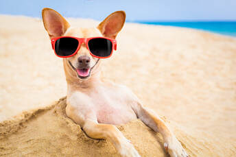 Cute image of Chihuahua partially buried in sand at the beach, front legs relaxed, sunglasses on
