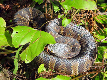 Picture of Cottonmouth / Water Moccasin