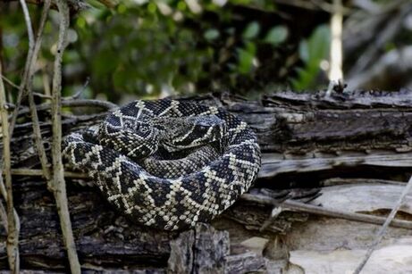 Picture of Pygmy Rattlesnake