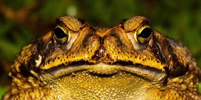 Picture of Cane Toad/Bufo Toad