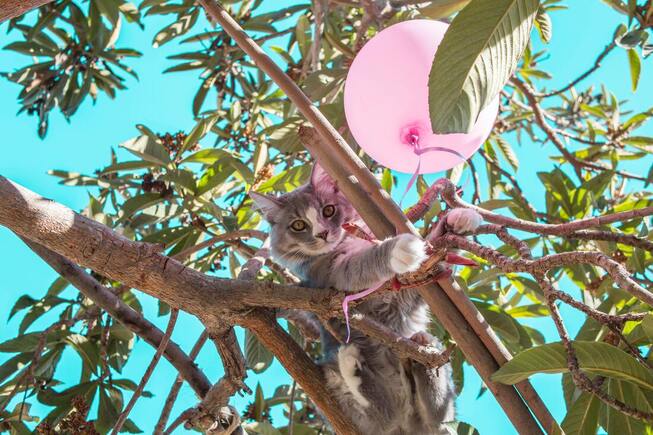 Picture of grey and white cat up a tree holding a pink balloon by the string