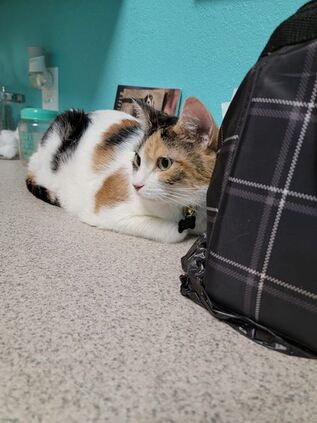 Picture of Calico cat on the clinic's countertop