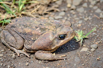 Picture of Cane/Bufo Toad. Enlarged glands behind the eyes