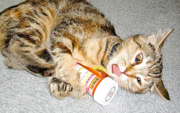 Picture of crazy looking kitten with tongue out partially, closed pill bottle between its paws and face