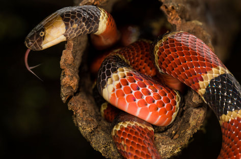 Picture of Coral Snake