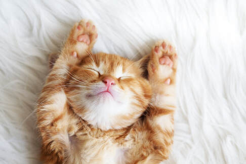Cute image of orange and white kitten sleeping on its back, both paws raised next to its face