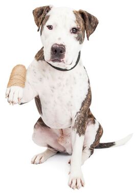 Cute picture of Staffordshire Terrier with paw up, wrapped in bandage
