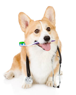 Cute image of Corgi with toothbrush handle sideways in mouth, toothpaste on brush, stethoscope around neck