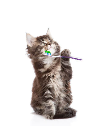 Cute image of Maine Coon kitten with toothbrush/paste 