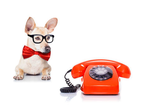 Image of another cute small dog wearing a bow-tie and glasses looking at the orange rotary phone