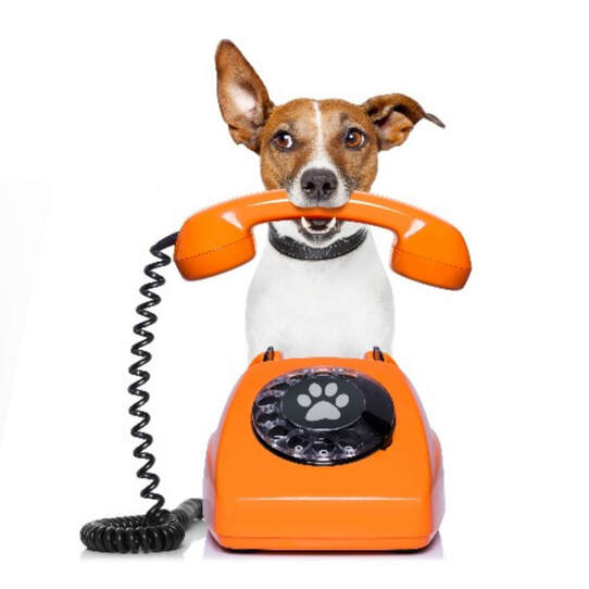 Cute Image of Jack Russell Terrier with 1 ear up holding phone receiver in mouth, orange rotary phone has paw print label in the middle