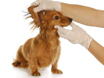 Image of Dachshund having ear lifted to examine