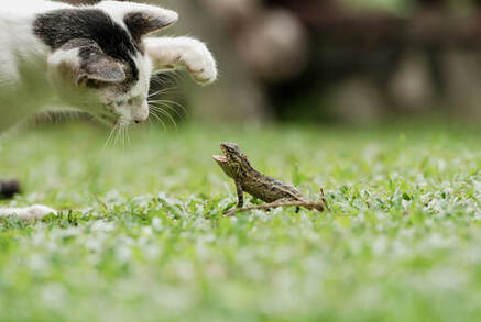 Picture of a white and black cat with paw raised towards a lizard. Lizard has its mouth open and is facing the cat.