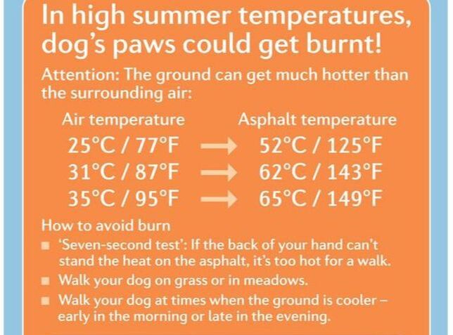 Sign: In high summer temperatures, dog's paws could get burnt! Attention: The ground can get much hotter than the surrounding air: Air temperature 25 degrees Celsius / 77 degrees Fahrenheit = Asphalt temperature 52 C / 125 F; Air 31 C / 87 F = Asphalt 62 C / 143 F; Air 35 C / 95 F = Asphalt 65 C / 149 F. How to avoid burn: -'Seven-second test': If the back of your hand can't stand the heat on the asphalt, it's too hot for a walk. -Walk your dog on grass or in meadows. -Walk your dog at times when the ground is cooler - early in the morning or late in the evening.