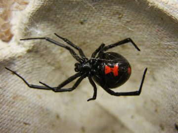 Picture of female Black Widow