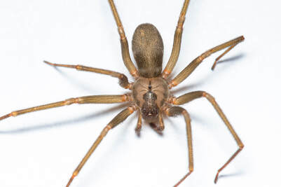 Picture of Brown Recluse
