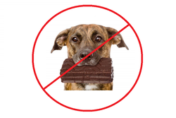 Image of dog with chocolate bar in mouth with slash mark through image