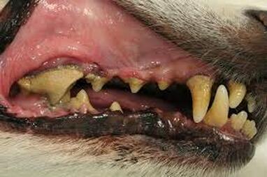 Not cute picture depicting periodontal disease in dog's mouth. Red, inflamed gums, severe plaque build-up and discoloration