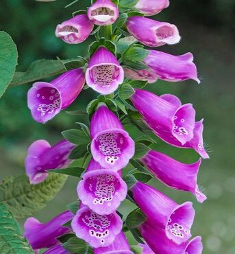 Picture of Foxgloves