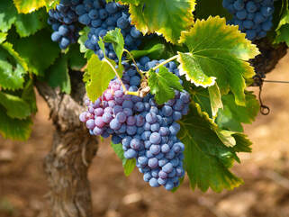 Picture of Grape bunches on a vine