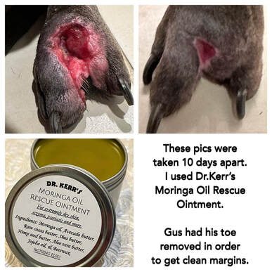 Before and After Pictures of Dog, Toe removed to get clean margins, Healed mostly within 10 days