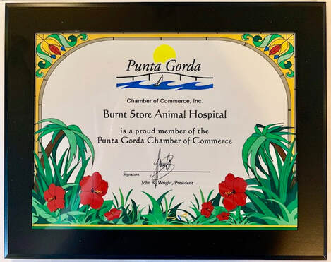 Picture of Certificate: Punta Gorda Chamber of Commerce, Inc. - Burnt Store Animal Hospital is a proud member of the Punta Gorda Chamber of Commerce