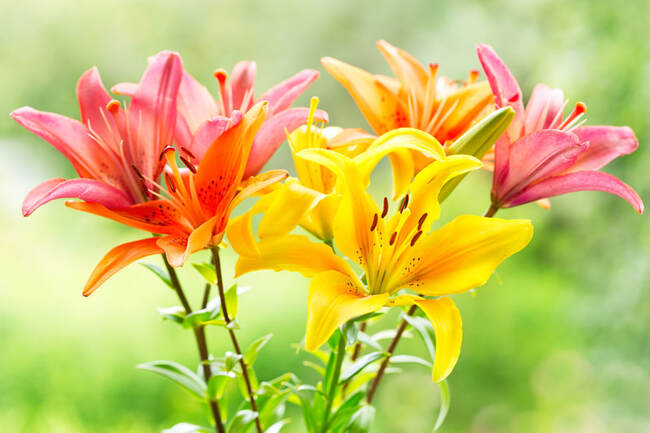 Picture of Lilies