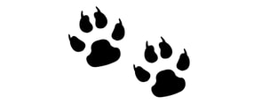 Image of 2 dog paw prints
