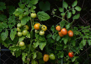 Picture of Tomatoes on plants, assorted colors/shades