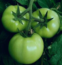 Picture of 3 Green tomatoes