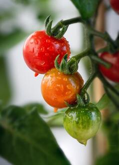 Close-up picture of Tomatoes on plant (1 Red, 1 Orange, and 1 Green)