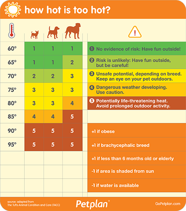Chart: How hot is too hot? Risk levels 1-5. 1: No evidence of risk: Have fun outside! 2. Risk is unlikely: Have fun outside, but be careful! 3. Unsafe potential, depending on breed. Keep an eye on your pet outdoors. 4. Dangerous weather developing. Use caution. 5. Potentially life-threatening heat. Avoid prolonged outdoor activity. 60 degrees F - Level 1 for Small, Medium, and Large Dogs. 65 F - Levels 1 for Sm., Med. Level 2 for Lg.; 75 F - Level 2 for Sm., Med., Level 3 for Lg.; 75 F - Level 3 for ALL; 80 F - Level 3 for Sm., Med., Level 4 for Lg.; 85 F - Level 4 for Sm., Med., Level 5 for Large; 90 and 95 F - Level 5 for ALL. Add one level of risk for Obese, Brachycephalic breed, Under 6 months old or elderly dogs. Decrease 1 Level of risk if area is shaded from sun or if water is available. Petplan chart. Gopetplan.com