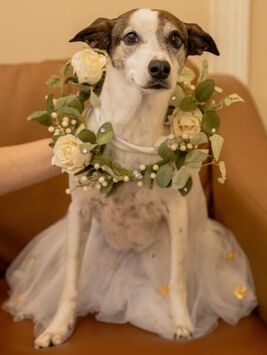 Picture of Worm Kerr from Kerr wedding - tutu and rose wreath around dog