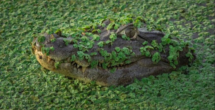 Picture of Alligator head in water covered and surrounded by leafs