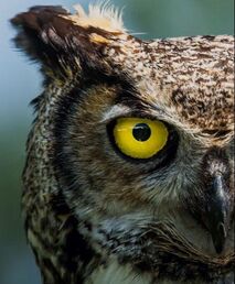 Picture of Great Horned Owl, close up of half the face