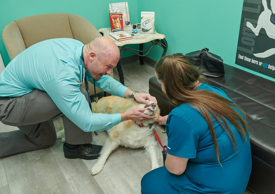Picture of Dr. Kerr and vet tech examining a dog's teeth and gums