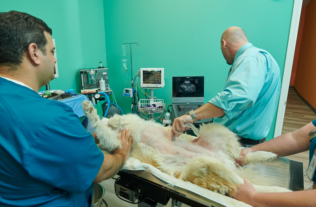 Picture of dog receiving ultrasound scan, screen