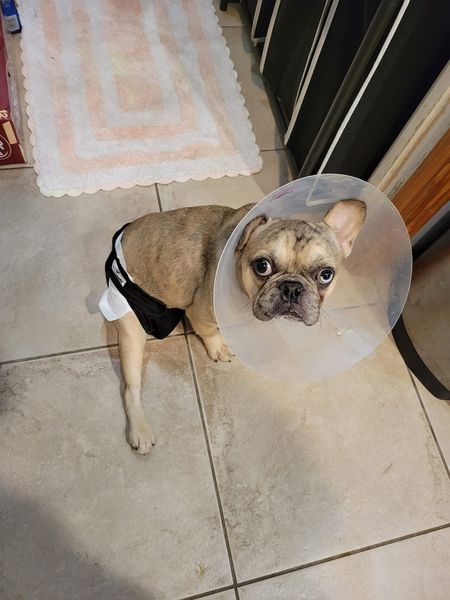 Picture of Frenchie with cone on head, wearing a diaper