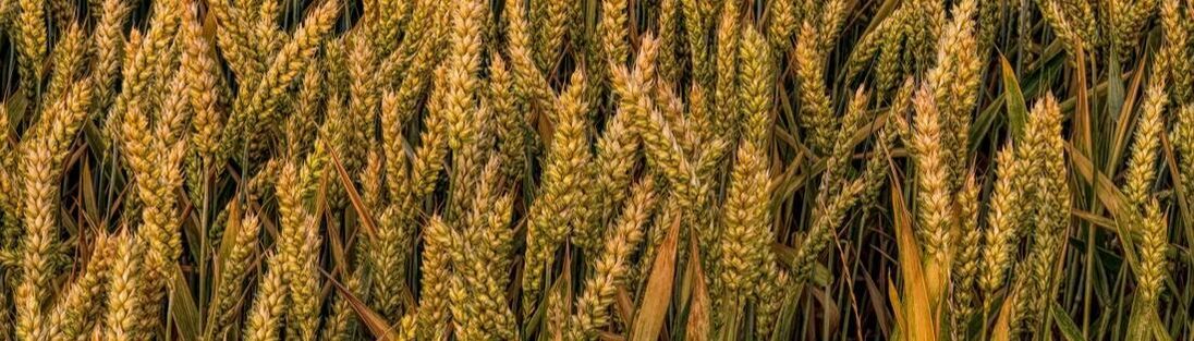 Picture of grains in field