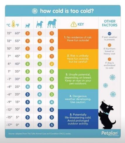 Chart: How cold is too cold? Levels 1-5. 1. No evidence of risk: Have fun outside! 2. Risk is unlikely: Have fun outside, but be careful! 3. Unsafe potential, depending on breed. Keep an eye on your pet outdoors. 4. Dangerous weather developing. Use caution. 5. Potentially life-threatening cold. Avoid prolonged outdoor activity. 15-10 degrees Celsius / 60-50 F - Level 1 for Small, Medium, and Large dogs. 7 C / 45 F - Level 2 for Sm., Med., Level 1 for Lg. 4 C / 40 F - Level 3 for Sm., Med., Level 2 for Lg. 1 to negative 1 C / 35-30 F - Level 3 for ALL. Neg. 4 C / 25 F - Level 4 for Sm., Med., Level 3 for Lg. Negative 6 C / 20 F - Level 5 for Sm., Level 4 for Med., Level 3 for Lg.  Negative 9 C / 15 F - Level 5 for Sm., Level 4 for Med., Lg. Negative 12 C / 10 F or LOWER - Level 5 for ALL. Add TWO levels of risk if wet weather is present. Decrease one level of risk if a Northern breed or heavy coat or if the dog is acclimated to cold.